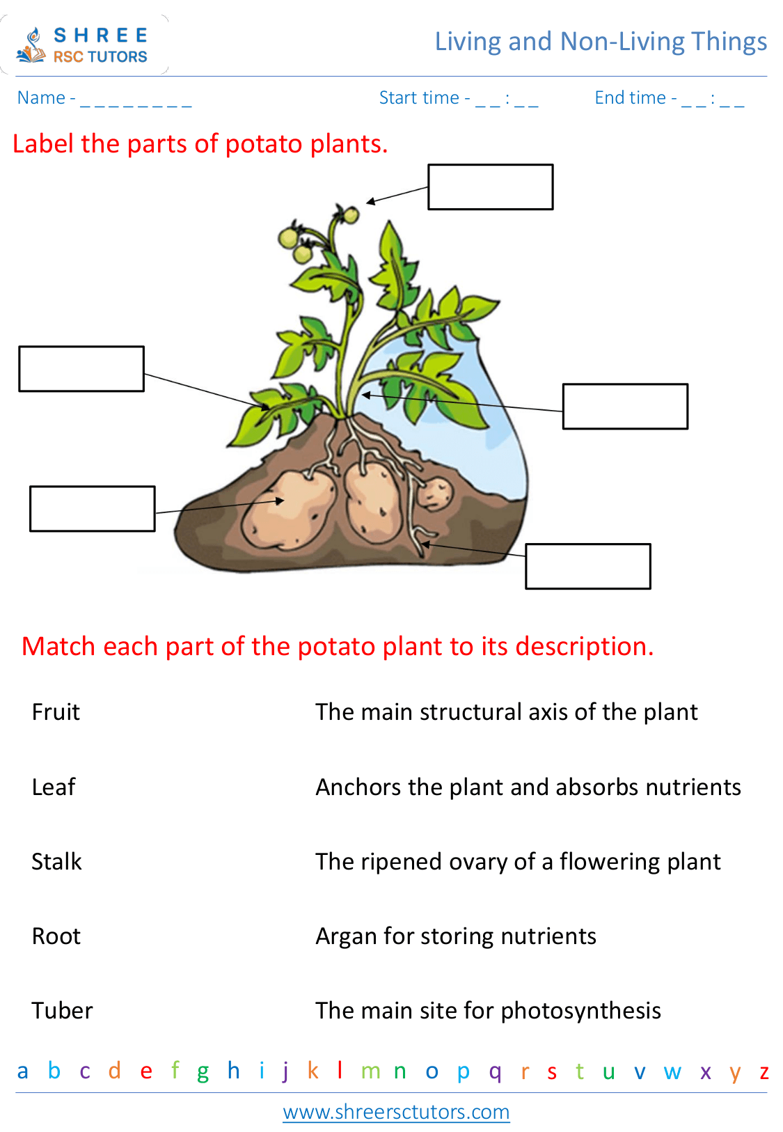 Parts of a plant and their functions worksheets for Grade 3 Science